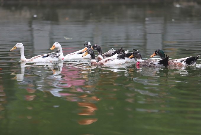 Người dân hò hét bắt vịt ở hội làng Vạn Phúc